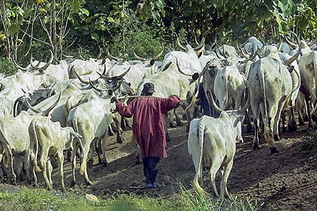 The Philosophy of the Fulani Herdsman