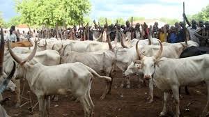 Southern Kaduna: There won’t be peace unless you stop killing herdsmen and stealing their cows, Miyetti Allah