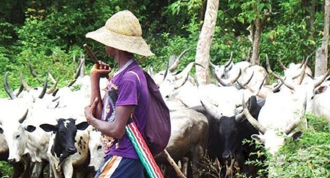 Herdsmen seek Makinde’s intervention over alleged killings of members in Oyo