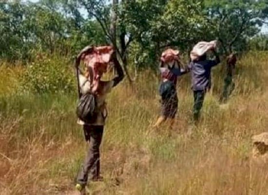 Koumban: herders flee their grazing area after the massacre of their cattle ...