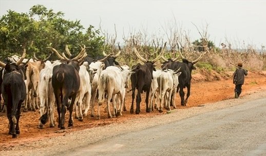 NBC Warns TV, Radio Stations Against Reporting Fulani Herdsmen Quit Notices