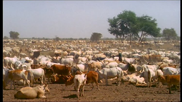Senegal: 188 People Arrested For Stealing People’s Cattle
