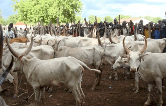 Zamfara APC Doles Out 400 Cattle To Members For Sallah