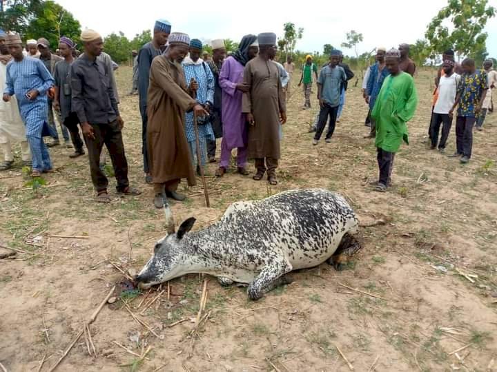 30 INNOCENT HERDSMEN ARRESTED AND A DOZEN COWS SHOT DEAD BY SWAD (MEN IN UNIFORM) IN NASARAWA STATE :