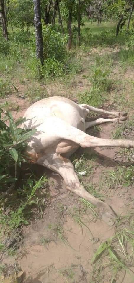 Ghana:Information reaching us now in Savanna region is that 2 Fulani’s have been shot dead