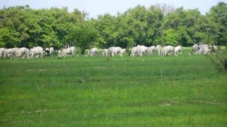 Anti-open grazing law is satanic, herders going nowhere —Miyetti Allah