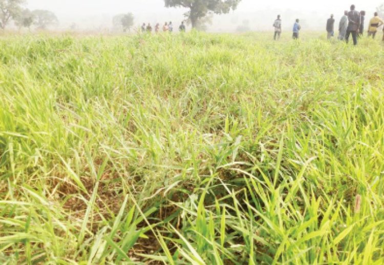 Grazing Law: Treat Us As Benue Indigenes, MACBAN Charges Ortom