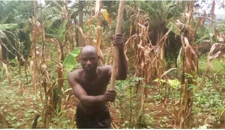 Reactions as farmer from Burundi offers to donate 100kg of maize crop to Ukraine