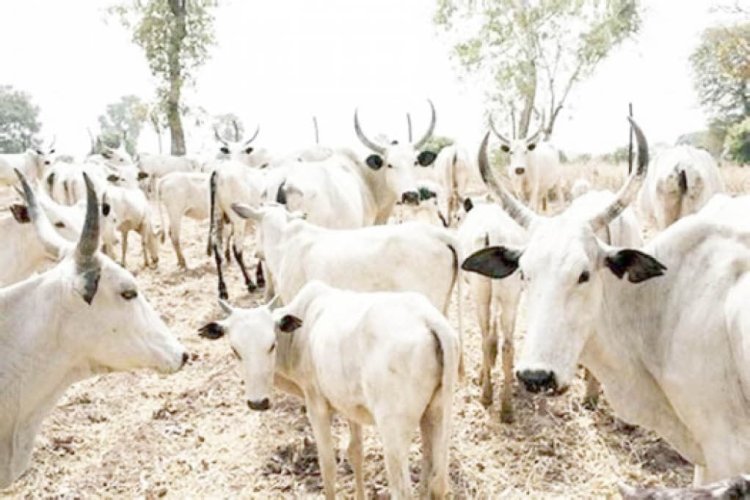 We Lost 9 Members, 450 Cows In Clash With OPC In Kwara – Cattle Dealers