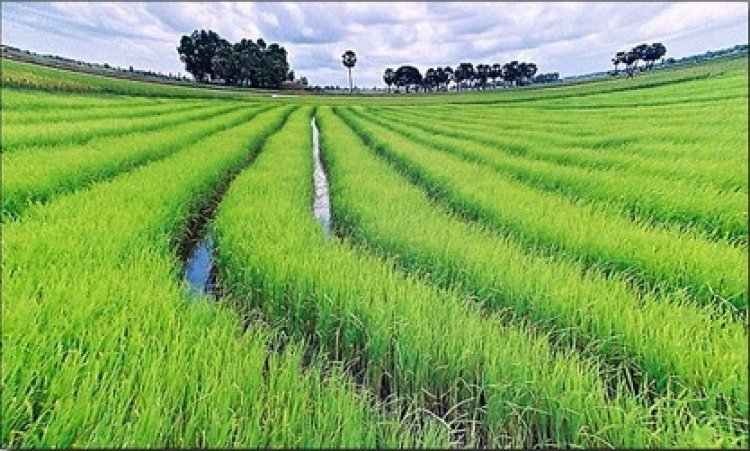 Rice processors, farmers grumble as smuggled foreign rice returns to Northern markets