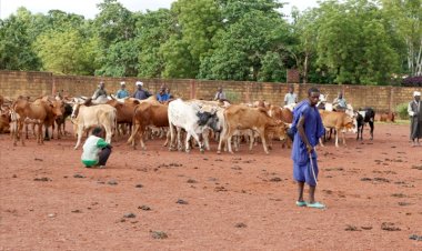 Mali: Tabital Pulaaku dénonce le processus de paix entre Peuls et Dogons