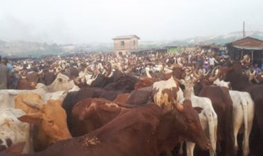 Cows are happy for Buhari’s victory – Miyetti Allah president
