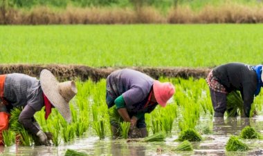 Nigeria: No Proof for ’12 Million Jobs’ in Nigeria’s Rice Industry, As Presidential Aide Claimed