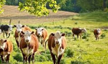 The RUGA/CATTLE COLONY/RANCHES / GRAZING RESERVES debate.