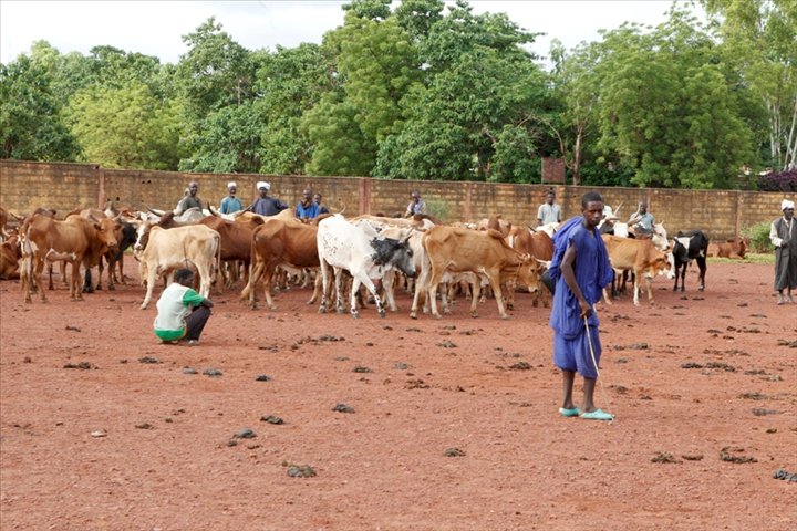 Mali: Tabital Pulaaku dénonce le processus de paix entre Peuls et Dogons