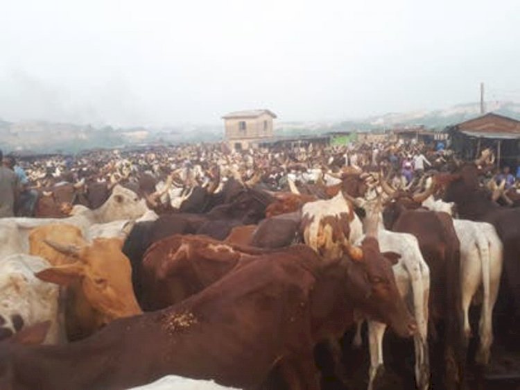 Cows are happy for Buhari’s victory – Miyetti Allah president