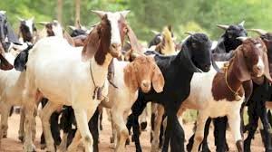 EXTRA: Jigawa empowers 440 women with 1,320 goats — but it’s a loan