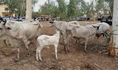 11 stolen cows recovered from serving Councillor in Adamawa says Police PPRO