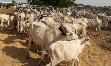Southeast And Fulani cattle Market versus Lagos And Ndigbo Market?