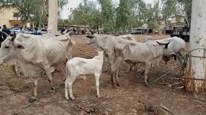 11 stolen cows recovered from serving Councillor in Adamawa says Police PPRO