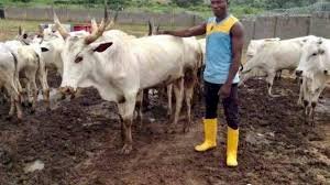 See Different Types Of Cattle Breeds We Have In Nigeria And Their Purpose. (Pictures)