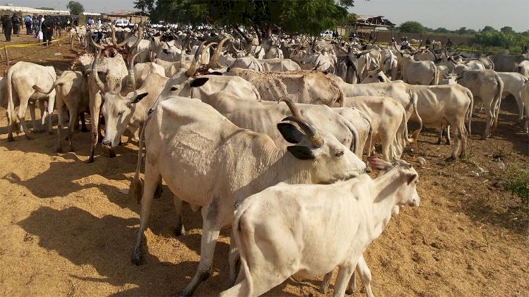 Southeast And Fulani cattle Market versus Lagos And Ndigbo Market?
