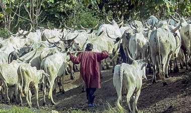 The Philosophy of the Fulani Herdsman