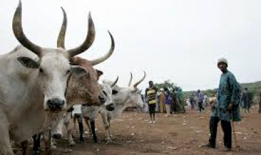Suspension of the export of Malian livestock in ECOWAS areas