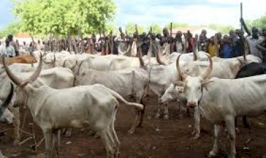 Southern Kaduna: There won’t be peace unless you stop killing herdsmen and stealing their cows, Miyetti Allah
