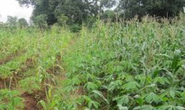 Agriculture: Macky says he is satisfied with the state of crops