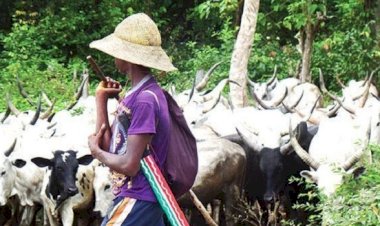 Herdsmen seek Makinde’s intervention over alleged killings of members in Oyo