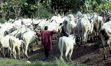 S/Kaduna Joint Peace C’ttee Urges Farmers To Open Cattle Routes