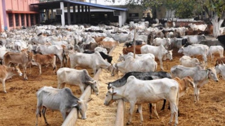 Animal Feed Loan: Kebbi State Kicks-off Livestock, Dairy Initiative