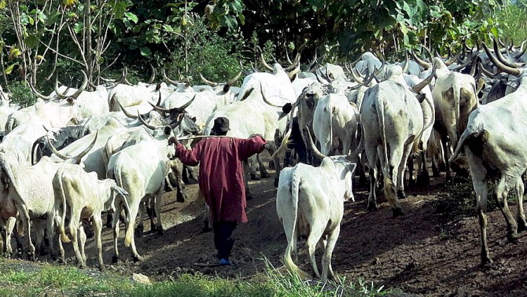 S/Kaduna Joint Peace C’ttee Urges Farmers To Open Cattle Routes