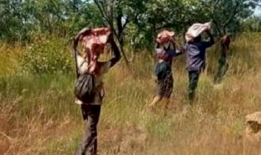 Koumban: herders flee their grazing area after the massacre of their cattle ...
