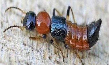 Guinea,onset of PEDERUS:a dermatologist, advises against ‘’ Do not crush it on your skin ’’