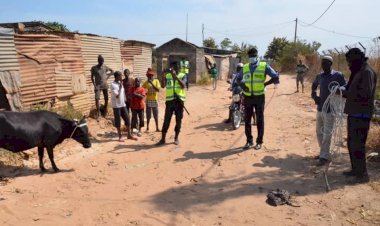 Gambia:Police Start Their Crackdown On Strayed Cows, Goats, Sheep And Donkeys
