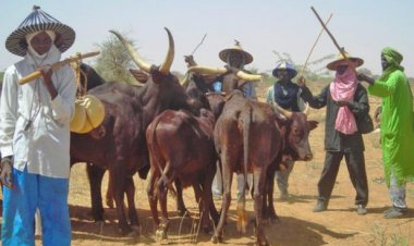 …Masari lied, we’ve no contact with schoolboys’ adductors – Miyetti Allah