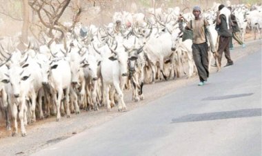 Herder Killed, 5 Arrested In Zangon Kataf