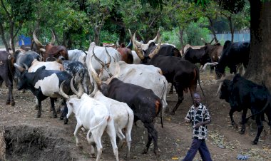 Hersdmen Ultimatum: Presidency Warns Ondo Govt Not To Act Outside Constitution