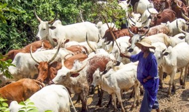 Expelling Pastoralists From Forests That Kill, By Jibrin Ibrahim