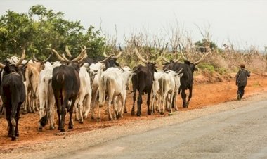 Miyetti Allah, Kautal Hore Urges Fed Govt To Safeguard Herders, Farmers Lives /Properties