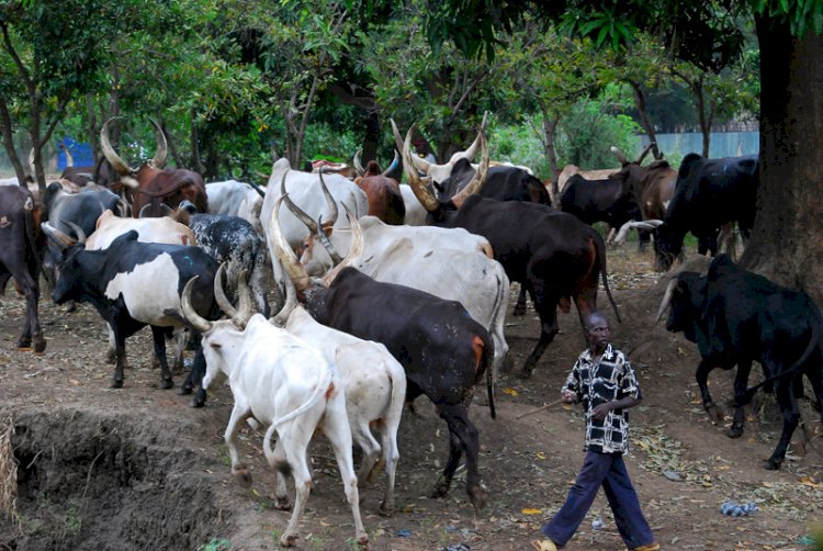 Hersdmen Ultimatum: Presidency Warns Ondo Govt Not To Act Outside Constitution