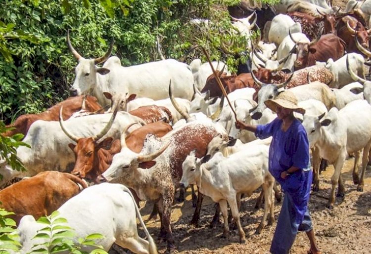 Expelling Pastoralists From Forests That Kill, By Jibrin Ibrahim