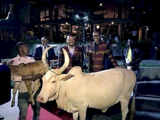 President Paul Kagame of Ruwanda laid a carpet to a cow and the calf been lifted by one of his guards