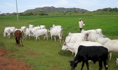 Miyyeti Allah Demands Palliatives For Herdsmen