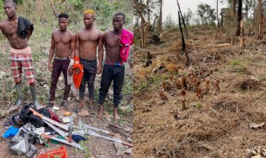 Indian Hemp Farmers Arrested In Ondo Forest Reserve