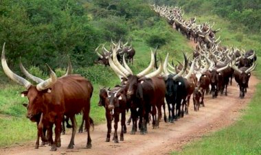 If You Kill A Herder, Don’t Go And Sleep, We Will Revisit You – Fulani Group Vows