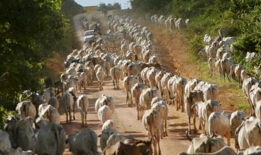 SAD REALITY ABOUT NIGERIAN COWTOCURRENCY STITUATION