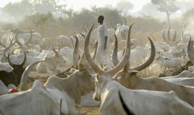 Scarcity Of Beef, Tomatoes, Onions Loom In Southern Nigeria